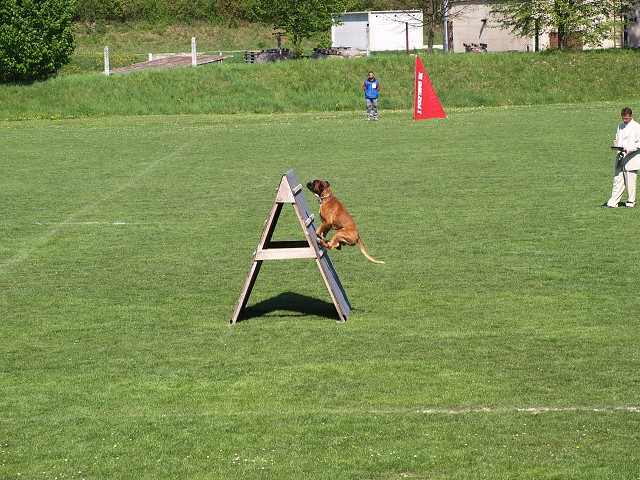 www.atibox.net * www.euroboxer.eu * www.boxergenealogia.eu